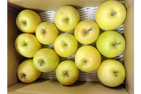 【2025年発送】「秀品」山形のりんご（王林）約3kg_H168(R7)