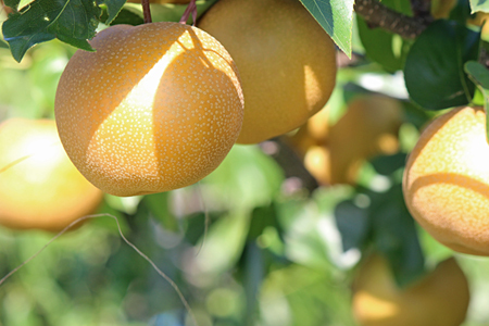 【2026年発送】「秀品」山形県産 和梨（品種おまかせ）約3kg_H175(R8)