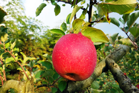 【2025年発送】「優品」山形のりんご(サンふじ)約10kg_H171(R7)