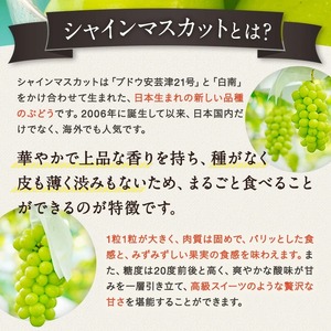 【2025年9～10月発送】長井市伊佐沢のぶどう職人が作るシャインマスカット約1.2kg（2房）_H203(R7)