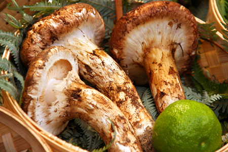 【2026年発送】山形県産ご家庭用訳あり天然松茸(まつたけ)約400g_H204(R8)