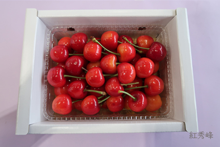 【2026年発送】【定期便2回】さくらんぼ約500g×2種_H176(R8)