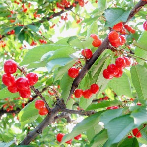 【2026年発送】「秀品」さくらんぼ紅秀峰1kg（L玉以上・化粧箱・バラ詰）_H043(R8)