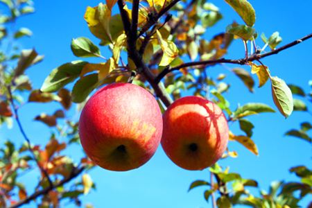 【2024年10月～11月発送分先行受付】山形のりんご（シナノスイート）約5kg_H076(R6)