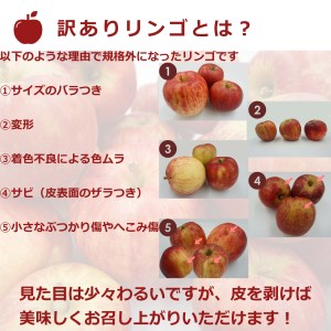 【2023年11月～12月発送】ご家庭用訳ありリンゴ（サンふじ）約10kg_H085(R5)