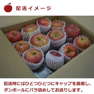 【2023年11月～12月発送】ご家庭用訳ありリンゴ（サンふじ）約10kg_H085(R5)