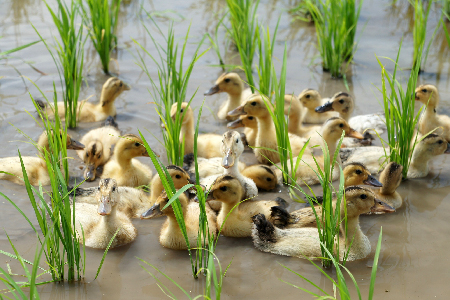 【令和7年産新米】【オーガニック米】遠藤さんの「さわのはな」4kg(2kg×2袋)_A081(R7)