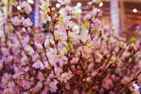 【2026年発送】冬に咲く桜「啓翁桜」の切り花（80～90cm枝×8～10本）_F068(R7)