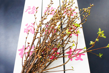 【2026年発送】冬に咲く桜「啓翁桜」の切り花（80～90cm枝×8～10本）_F068(R7)