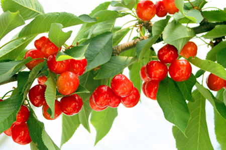 【2025年6月発送】「秀品」さくらんぼ佐藤錦約600g（L以上・150g×4パック詰）_H109(R7)