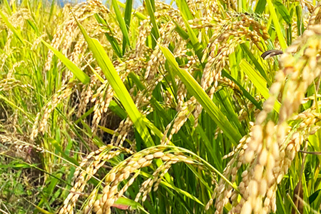 【令和7年産新米】【特別栽培米】鈴木・ファーム「つや姫」15kg(5kg×3袋)_A149(R7)