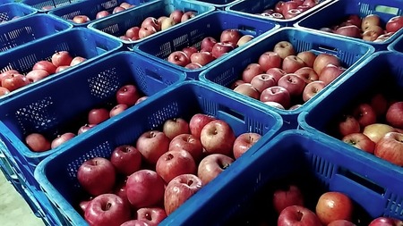 リンゴ酢 500ml × 2本 セット 天童産 ふじりんご 熟成 07-11-004