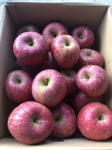 リンゴ酢 500ml × 2本 セット 天童産 ふじりんご 熟成 07-11-004