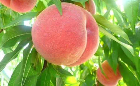 もも ( 川中島 白桃 ) 4.5kg フルーツ 果物 山形 08-03-019