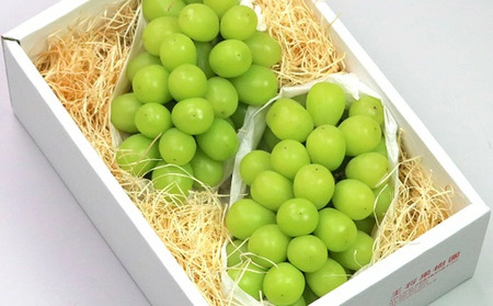 ぶどう ( 特選 シャインマスカット ) 約 1.5kg フルーツ 果物 山形 08-03-022