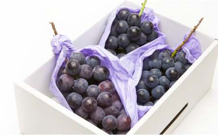 ぶどう ( 種なし ピオーネ ) 約 2kg フルーツ 果物 山形 08-06-023