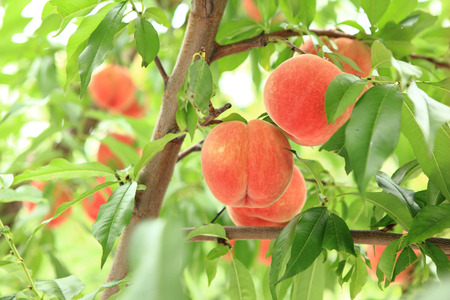 もも ( あかつき ) 2kg フルーツ 果物 山形 08-08-001