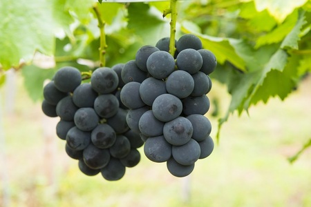 ぶどう ( 種なし ピオーネ ) 2kg フルーツ 果物 山形 08-08-020