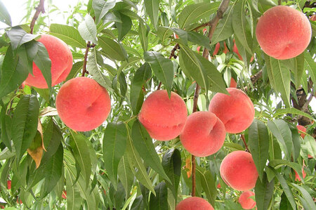 もも ( あかつき ) 2kg フルーツ 果物 山形 08-10-001