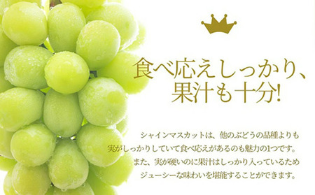 ぶどう ( シャインマスカット ) 2房 1.2kg フルーツ 果物 山形 08-10-024