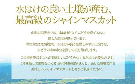 ぶどう ( シャインマスカット ) 2房 1.2kg フルーツ 果物 山形 08-10-024