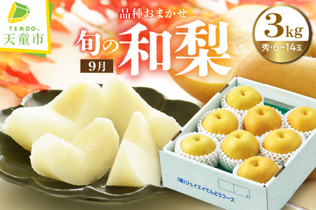 9月 旬 の 和梨 ( 品種おまかせ ) 3kg フルーツ 果物 山形 08-01-020