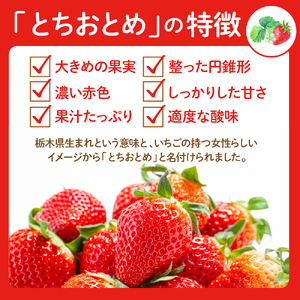 【令和7年産　先行予約】神町いちご（とちおとめ）12粒～15粒 山形県 東根市　hi069-007-1　いちご 用途 大粒 贈答 生産量 苺 イチゴ 人気 数量限定 果物 くだもの 産地直送 期間限定 特産品 お取り寄せ グルメ 旬 冬 東北 山形県 東根市 送料無料 ふるさと納税 人気