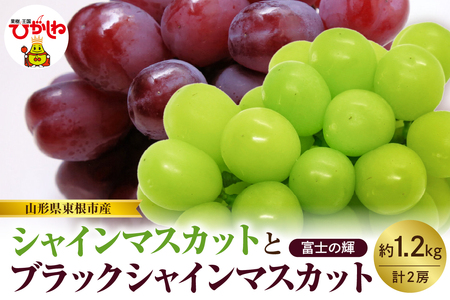 【2026年産 先行予約】山形県東根市産 シャインマスカットとブラックシャインマスカット「富士の輝」の詰め合わせ約1.2kg hi074-017 令和8年産 2026年産 ふるさと納税 フルーツ 果物 くだもの シャインマスカット ブラックシャイン 富士の輝 期間限定 冷蔵配送 先行予約 先行受付 バラ 取り寄せ グルメ ご当地 特産 産地 直送 送料無料 東北 山形 東根市 人気