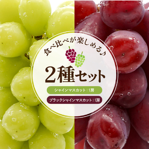 【2026年産 先行予約】山形県東根市産 シャインマスカットとブラックシャインマスカット「富士の輝」の詰め合わせ約1.2kg hi074-017 令和8年産 2026年産 ふるさと納税 フルーツ 果物 くだもの シャインマスカット ブラックシャイン 富士の輝 期間限定 冷蔵配送 先行予約 先行受付 バラ 取り寄せ グルメ ご当地 特産 産地 直送 送料無料 東北 山形 東根市 人気