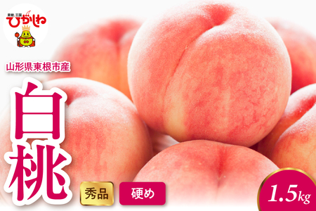 2026年産 白桃（硬め） 1.5kg 秀品 山形県 東根市 hi082-052 山形県 ヤマガタケン やまがたけん 東根市 ヒガシネシ ひがしねし フルーツ 果物 くだもの クダモノ もも 桃 白桃 ピーチ 品種お任せ 柔らかめ 2026年産 令和8年 先行予約 人気 ふるさと納税