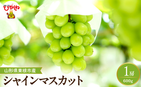 【2026年産先行予約】 シャインマスカット 約600g (1房入) 山形県 東根市 hi026-053　（ぶどう マスカット シャインマスカット 1房 フルーツ 果物 くだもの 産地直送 期間限定 特産品 お取り寄せ グルメ 旬 東北 山形県 東根市 送料無料 ふるさと納税） 6,660円