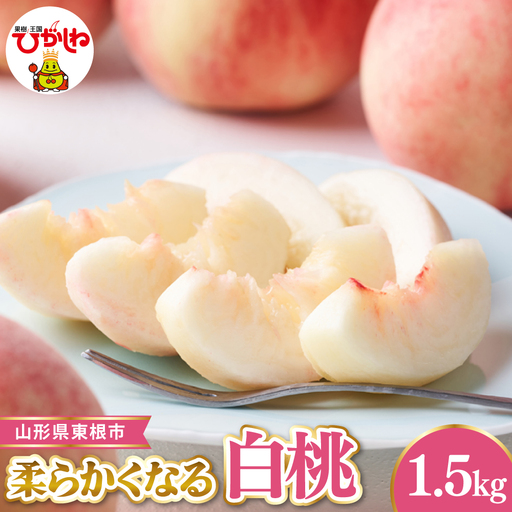【令和8年産先行受付】 東根市産白桃　秀品 柔らかくなる桃 約1.5kg ベジフルひがしね 山形県 東根市 hi104-003（もも 桃 白桃 柔らかい やわらかめ フルーツ 果物 くだもの 産地直送 期間限定 特産品 お取り寄せ グルメ 旬 東北 山形県 東根市 送料無料 ふるさと納税）