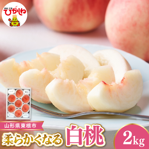 【令和8年産先行受付】 東根市産白桃　秀品 柔らかくなる桃 約2kg ベジフルひがしね 山形県 東根市 hi104-004 （もも 桃 白桃 柔らかい やわらかめ フルーツ 果物 くだもの 産地直送 期間限定 特産品 お取り寄せ グルメ 旬 東北 山形県 東根市 送料無料 ふるさと納税）