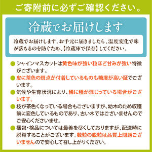 【2026年度】ブラックシャインマスカット（富士の輝）650g以上 1房 千笑花夢提供 山形県 東根市 hi082-061