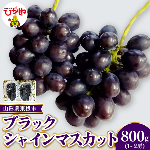 【2026年産 先行受付】東根市産ブラックシャインマスカット 秀品 約800g(1~2房) ベジフルひがしね 山形県 東根市 hi104-008(ぶどう マスカット シャインマスカット ブラックシャインマスカット フルーツ 果物 くだもの 産地直送 期間限定 特産品 お取り寄せ グルメ 旬 東北 山形県 東根市 送料無料 ふるさと納税)