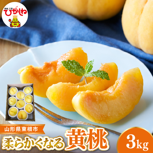 【2026年産 先行受付】 東根市産黄桃　秀品 柔らかくなる桃 約3kg ベジフルひがしね 山形県 東根市 hi104-011（もも 桃 黄桃 柔らかい やわらかめ フルーツ 果物 くだもの 産地直送 期間限定 特産品 お取り寄せ グルメ 旬 東北 山形県 東根市 送料無料 ふるさと納税）