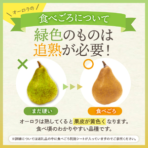 【2026年産】 西洋梨 オーロラ 5kg 秀品 化粧箱入り 山形県 東根市 東根農産センター提供 hi027-187-r8 （オーロラ 洋梨 洋ナシ フルーツ 果物 くだもの 産地直送 期間限定 特産品 お取り寄せ グルメ 旬 秋 東北 山形県 東根市 送料無料）