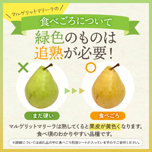 【2026年産】 西洋梨 マルゲリットマリーラ 5kg 秀品 化粧箱入り 山形県 東根市 東根農産センター提供 hi027-189-r8 （マルゲリットマリーラ 洋梨 洋ナシ フルーツ 果物 くだもの 産地直送 期間限定 特産品 お取り寄せ グルメ 旬 秋 東北 山形県 東根市 送料無料）