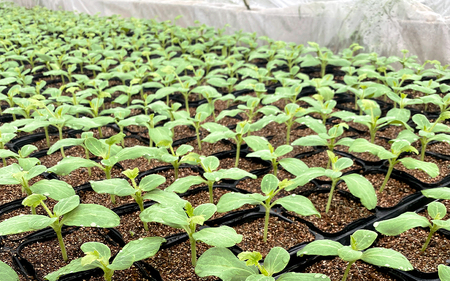 先行予約 数量限定 尾花沢スイカ 4~5Lサイズ(約9~10kg)×1玉 プレミアム 7月下旬~8月中旬頃発送 令和8年産 UNAU すいか 西瓜 ns-su45u1