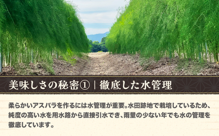 銀山アスパラガス 2Lサイズ(極太) 1kg 5月中旬~発送 令和7年産 2025年産 山形県産 尾花沢市産（アスパラ アスパラガス 銀山アスパラ グリーンアスパラガス 野菜 農家直送 山形県 山形 尾花沢市 尾花沢 nk-vga2x1）