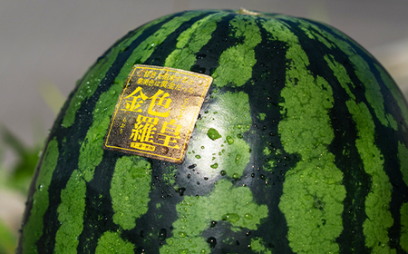 尾花沢産スイカ すいか 金色羅皇 2Lサイズ 約7kg×2玉 令和8年産 kb