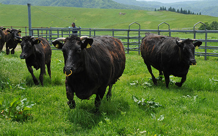 【定期便 全3回】山形県産 黒毛和牛 尾花沢牛 ハンバーグ 訳あり 切り落とし スネ肉 家計応援 nj-tkogk3