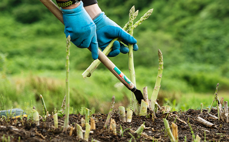先行受付 数量限定 訳あり なたぎり アスパラ 1kg 令和7年産 2025年産 グリーンアスパラガス アスパラガス 朝採り 尾花沢市 農家直送 in-vgafx1