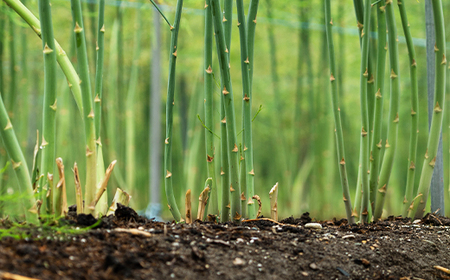 先行受付 数量限定 訳あり なたぎり アスパラ 1kg 令和7年産 2025年産 グリーンアスパラガス アスパラガス 朝採り 尾花沢市 農家直送 in-vgafx1