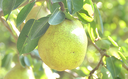 先行予約 全3回 山形 旬のフルーツ定期便 尾花沢すいか もも ラ・フランス 令和8年産 2026年産 ja-ft3xx-b