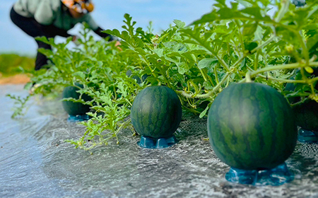 尾花沢産 小玉スイカ BonBonリッチ (約2~3kg)×2玉 令和8年産 kb-subrx2