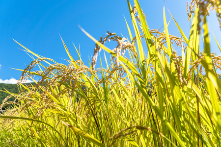 令和7年産 新米 玄米 雪若丸 10kg 配送時期選べる 1月上旬~4月下旬発送 2025年産 米 お米 国産 山形県 尾花沢市 ja-ywgxa10