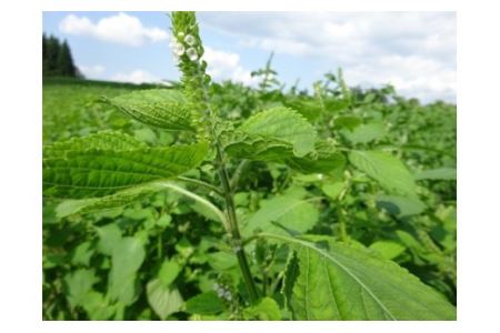 尾花沢産白えごま生しぼり油・えごまドレッシングセット（各１本）【021H3】