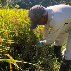 尾花沢産 ハセ架け もち米 ヒメノモチ 餅米 kb-mkhmx1000