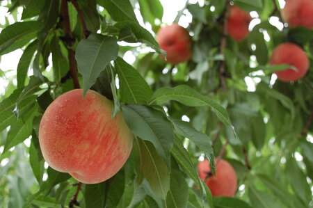 先行予約 桃 もも 白桃 秀品 品種おまかせ 5kg フルーツ 化粧箱入 果物 2024年産 令和6年産 山形県産 桃(モモ 桃 白桃) ns-mohtx5